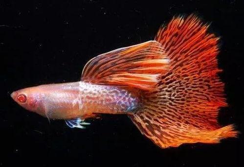 孔雀鱼,水中舞动的彩虹精灵