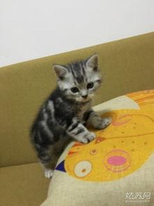 寻亲小萌主,跨越时空的亲情之旅