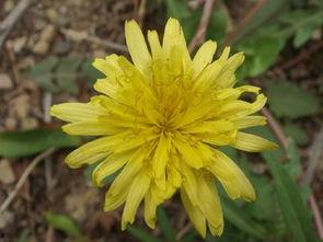 苦菜花,生命的顽强颂歌